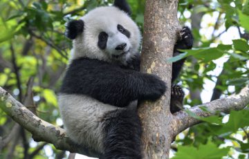 Giant Panda