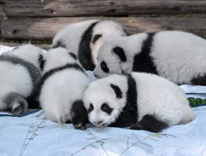 Panda Babys