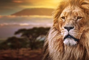 König der Tiere & einer der Big 5: de Löwe