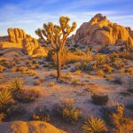 Joshua Tree Nationalpark