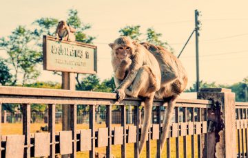 Thailand Lopburi