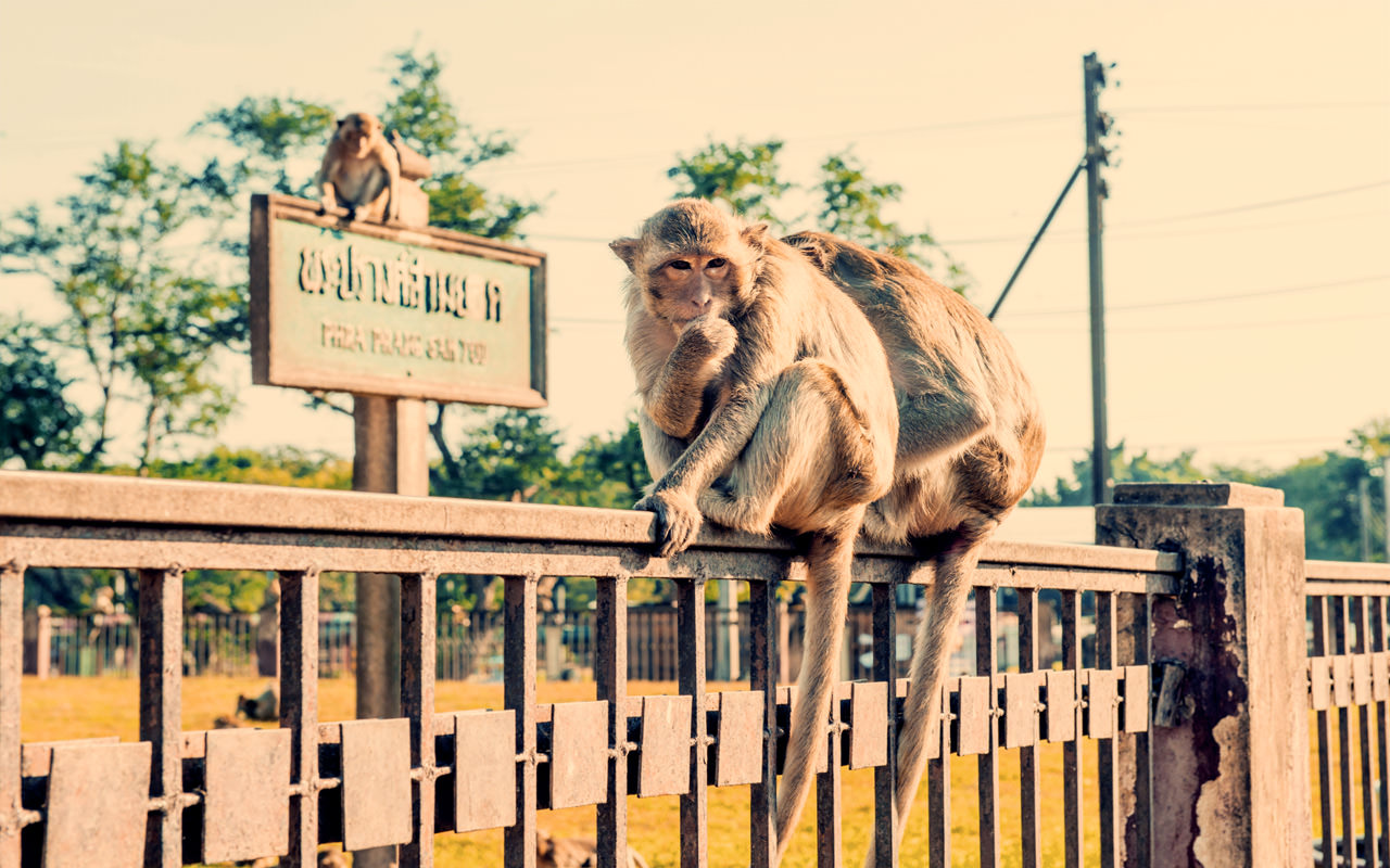 Thailand Lopburi