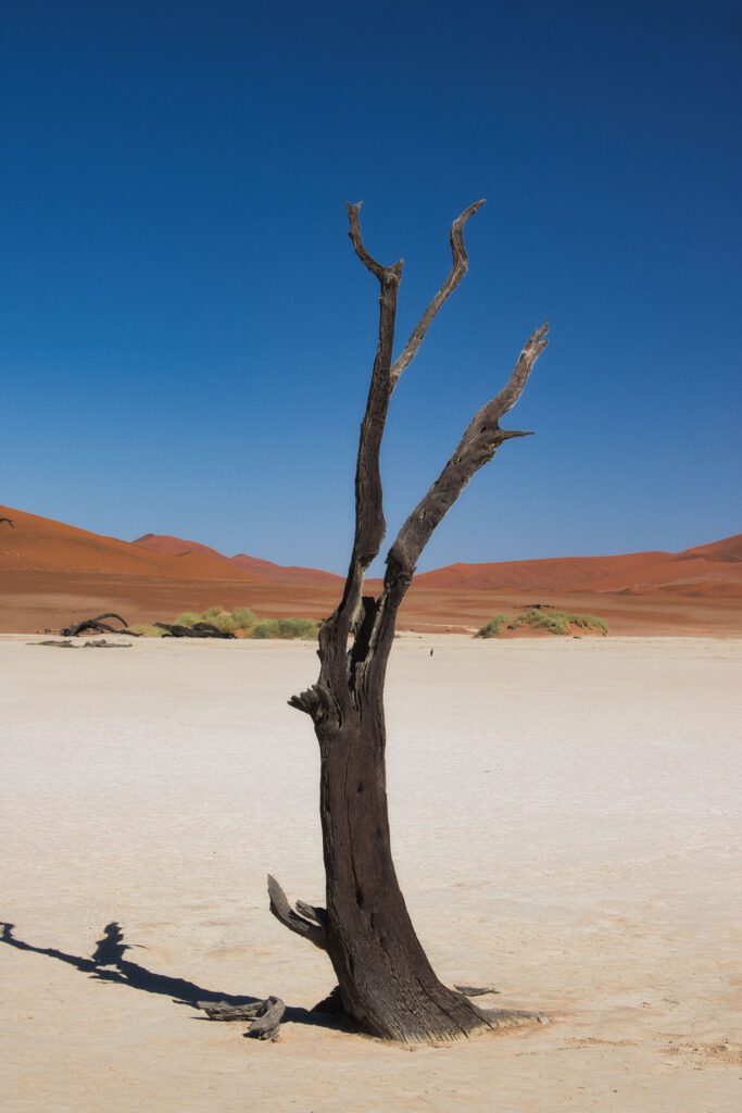 Abgestorbener Baum vor Dünen im Deadvlei
