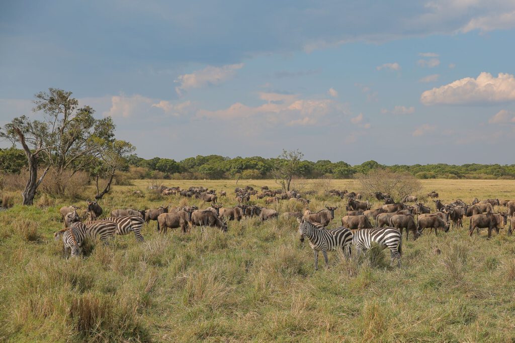 Gnus und Zebras in der Serengeti