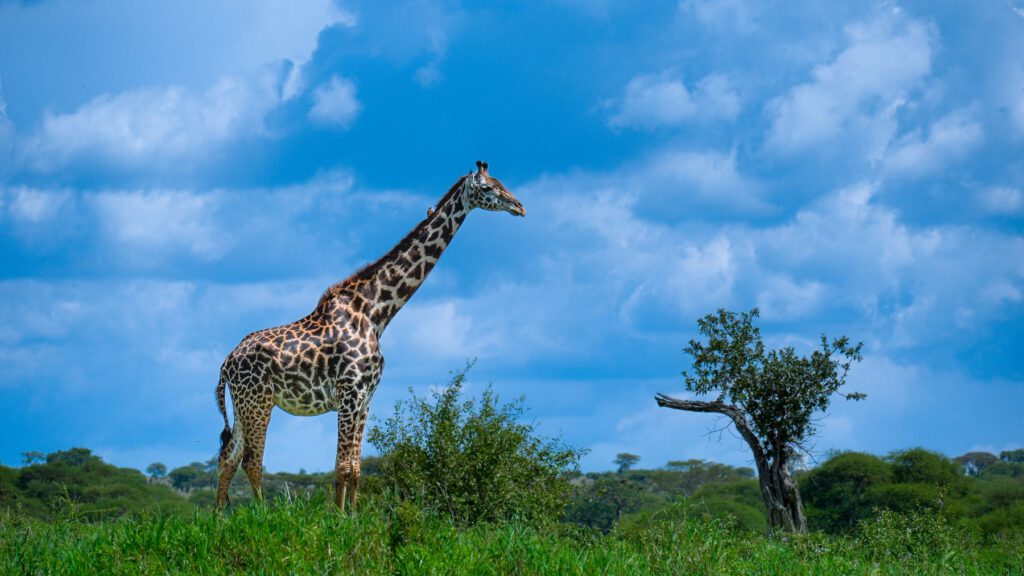 Giraffe in der Savanne Tansanias