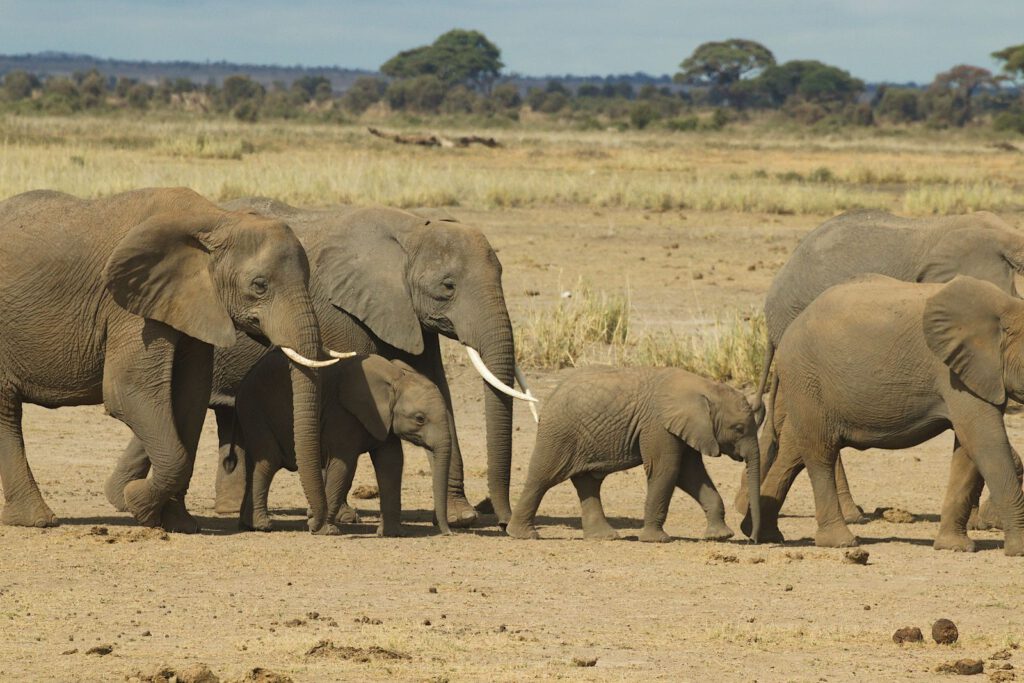 Kenia – wie Safari, Naturschutz und moderne Gesellschaft zusammenhängen – regionales Motiv
