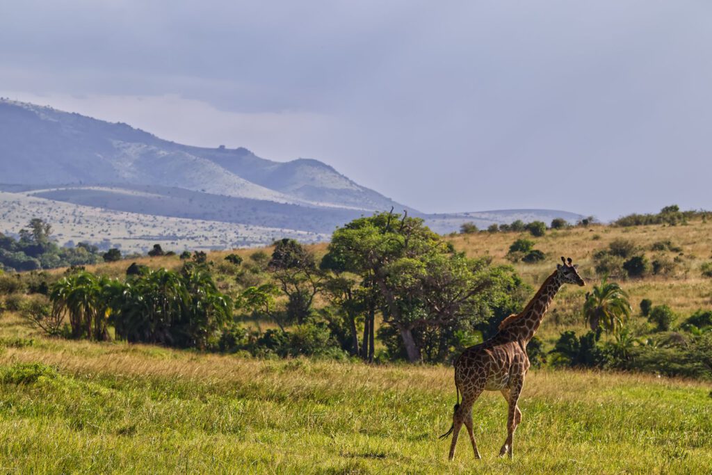 Kenia – wie Safari, Naturschutz und moderne Gesellschaft zusammenhängen – regionales Motiv