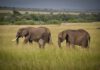 Elefanten in der Serengeti, Tansania