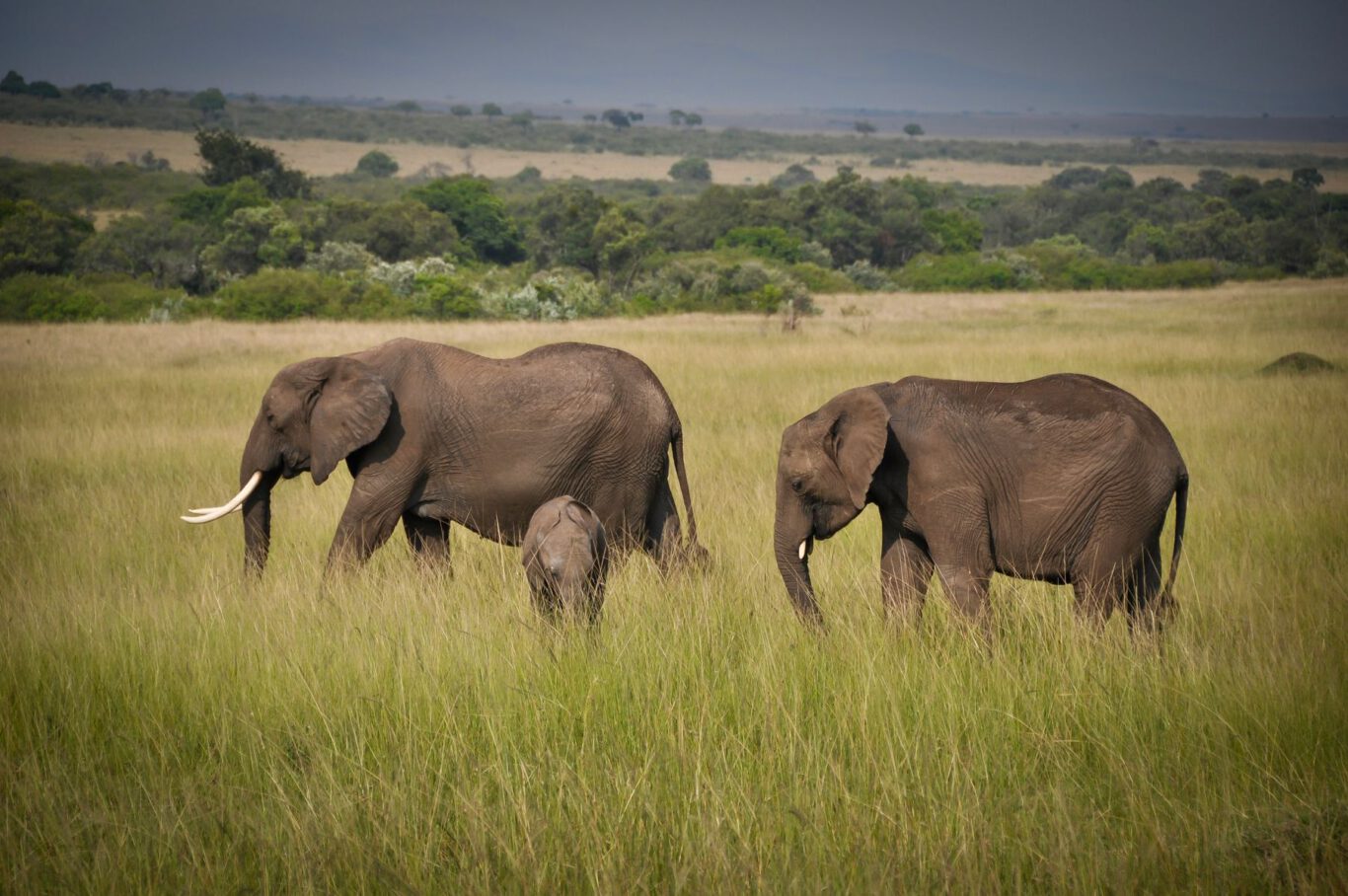 Elefanten in der Serengeti, Tansania