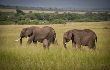 Elefanten in der Serengeti, Tansania