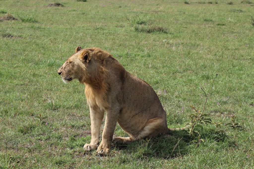 Kenia – wie Safari, Naturschutz und moderne Gesellschaft zusammenhängen – regionales Motiv