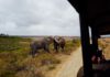 Kenia – wie Safari, Naturschutz und moderne Gesellschaft zusammenhängen – Motiv 1