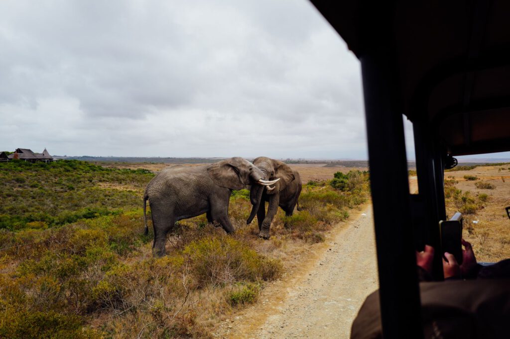Kenia – wie Safari, Naturschutz und moderne Gesellschaft zusammenhängen – regionales Motiv
