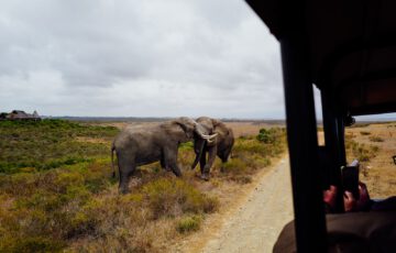 Kenia – wie Safari, Naturschutz und moderne Gesellschaft zusammenhängen – Motiv 1