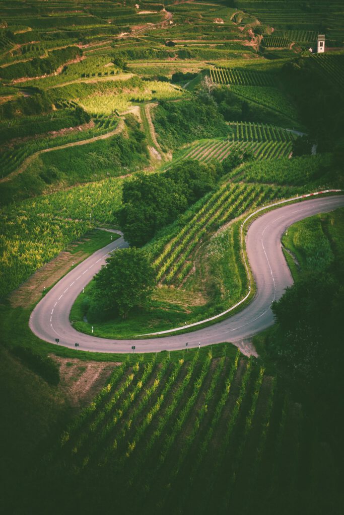 Straße zwischen Weinbergen am Schwarzwaldrand