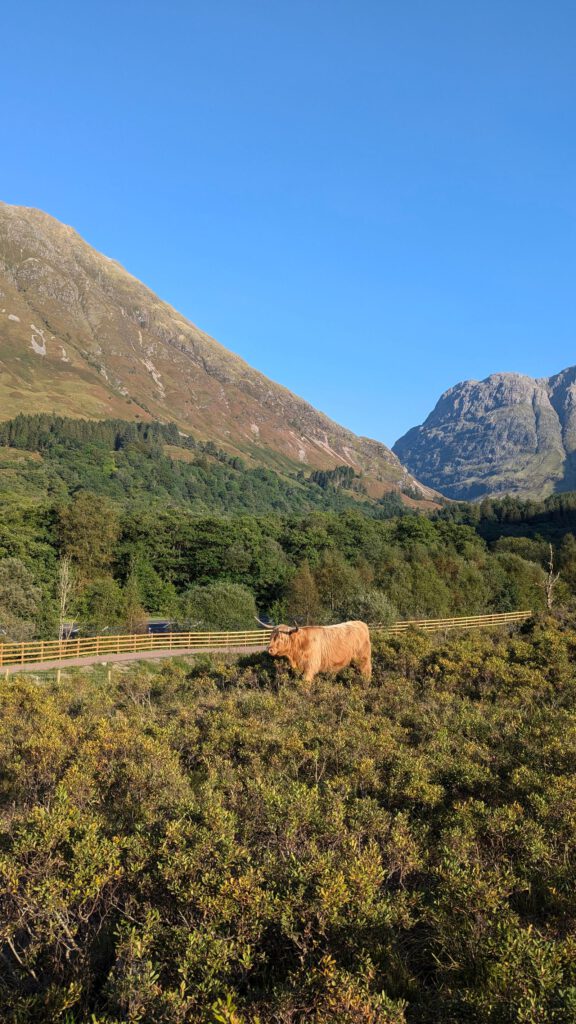 Highland-Rind auf einer Weide in Glencoe vor den schottischen Bergen